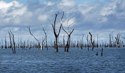 Bäume die in einem See wachsen